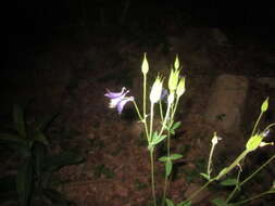 Image of Aquilegia dumeticola Jord.