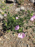 Image of musk mallow