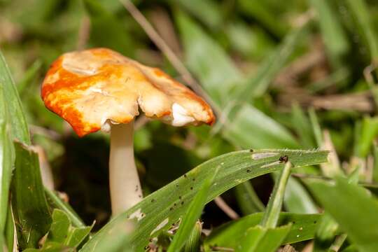 Image of Marasmius vagus