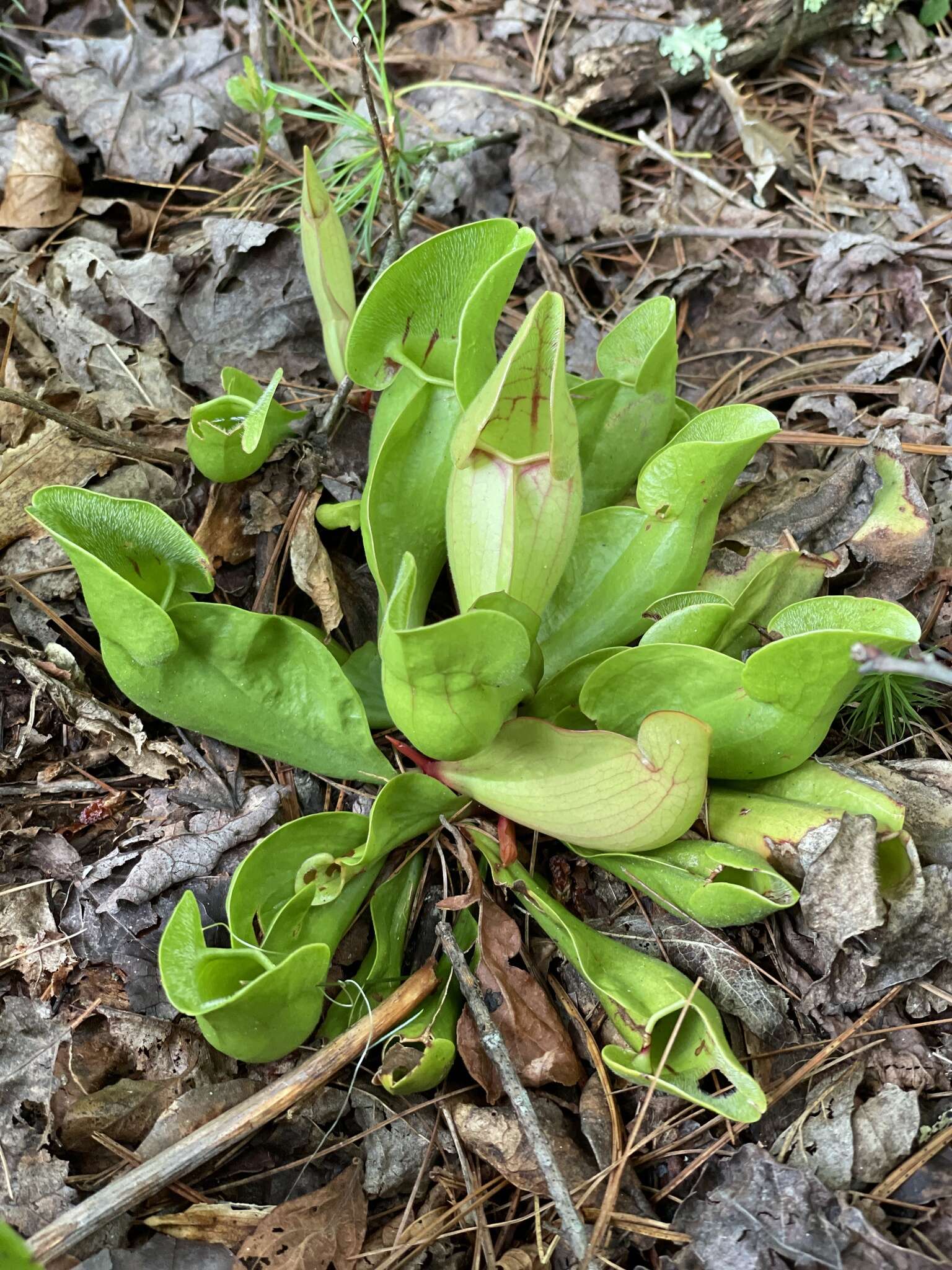 Sivun Sarracenia purpurea var. montana D. E. Schnell & R. O. Determann kuva