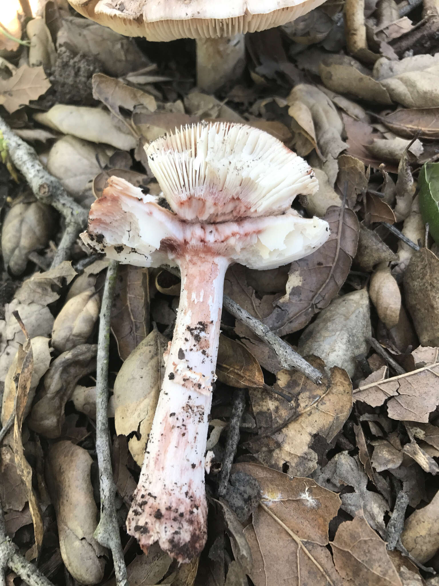 Image of Amanita novinupta Tulloss & J. Lindgr. 1994