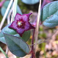 Image of Ceropegia pulchellior Bruyns