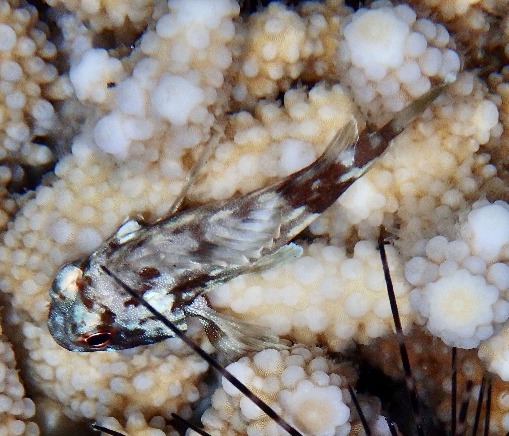 Image of Coral scorpionfish