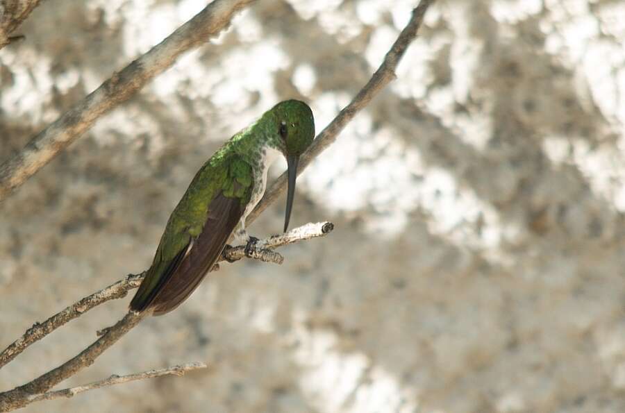 Image of Plain-bellied Emerald