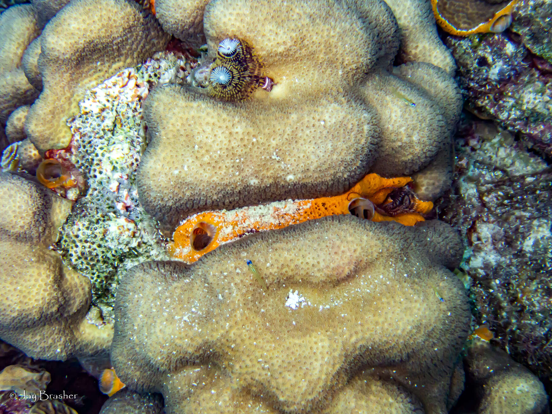 Image of Orange Icing Sponge