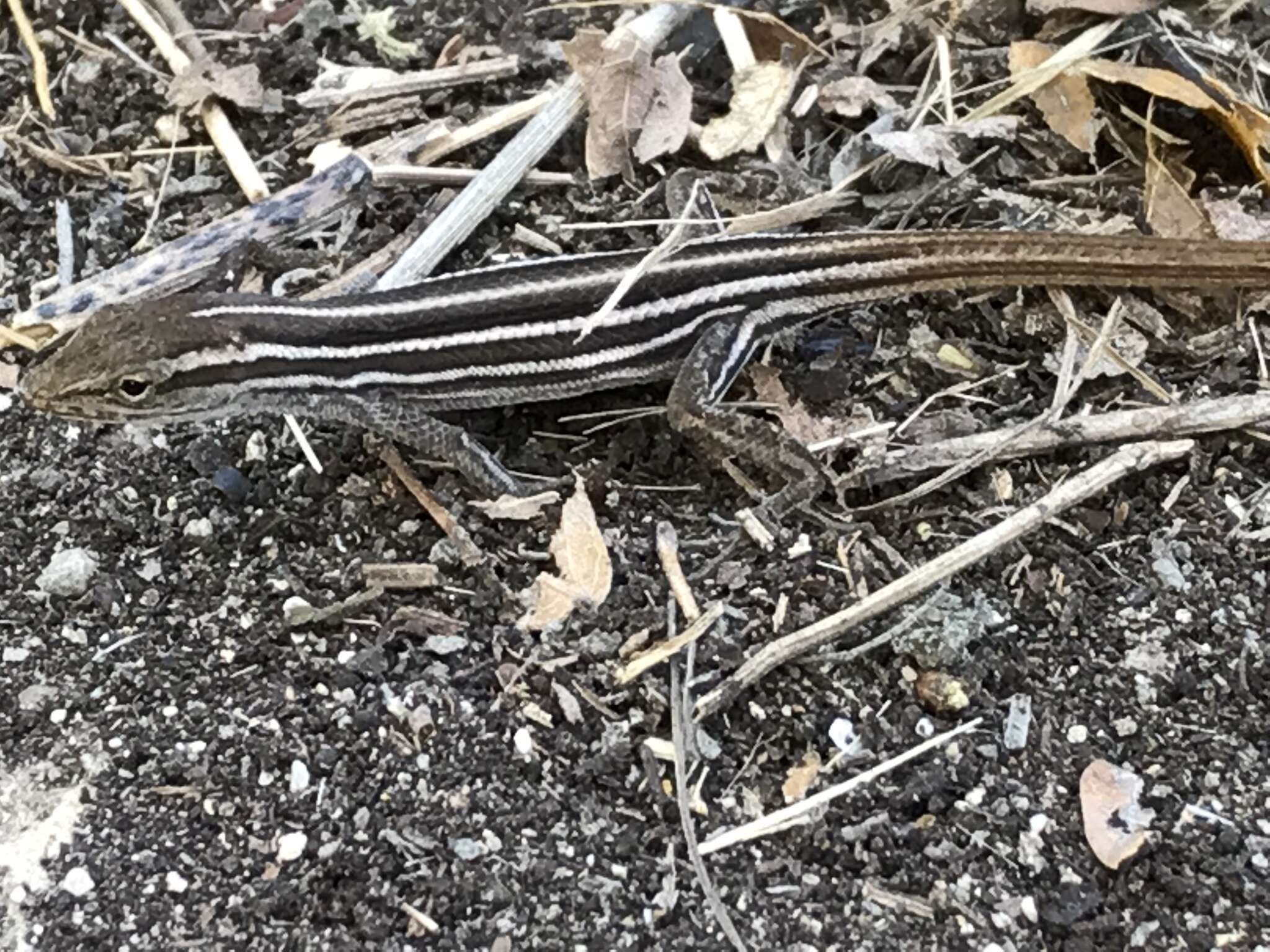 Image of Five-striped grass anole