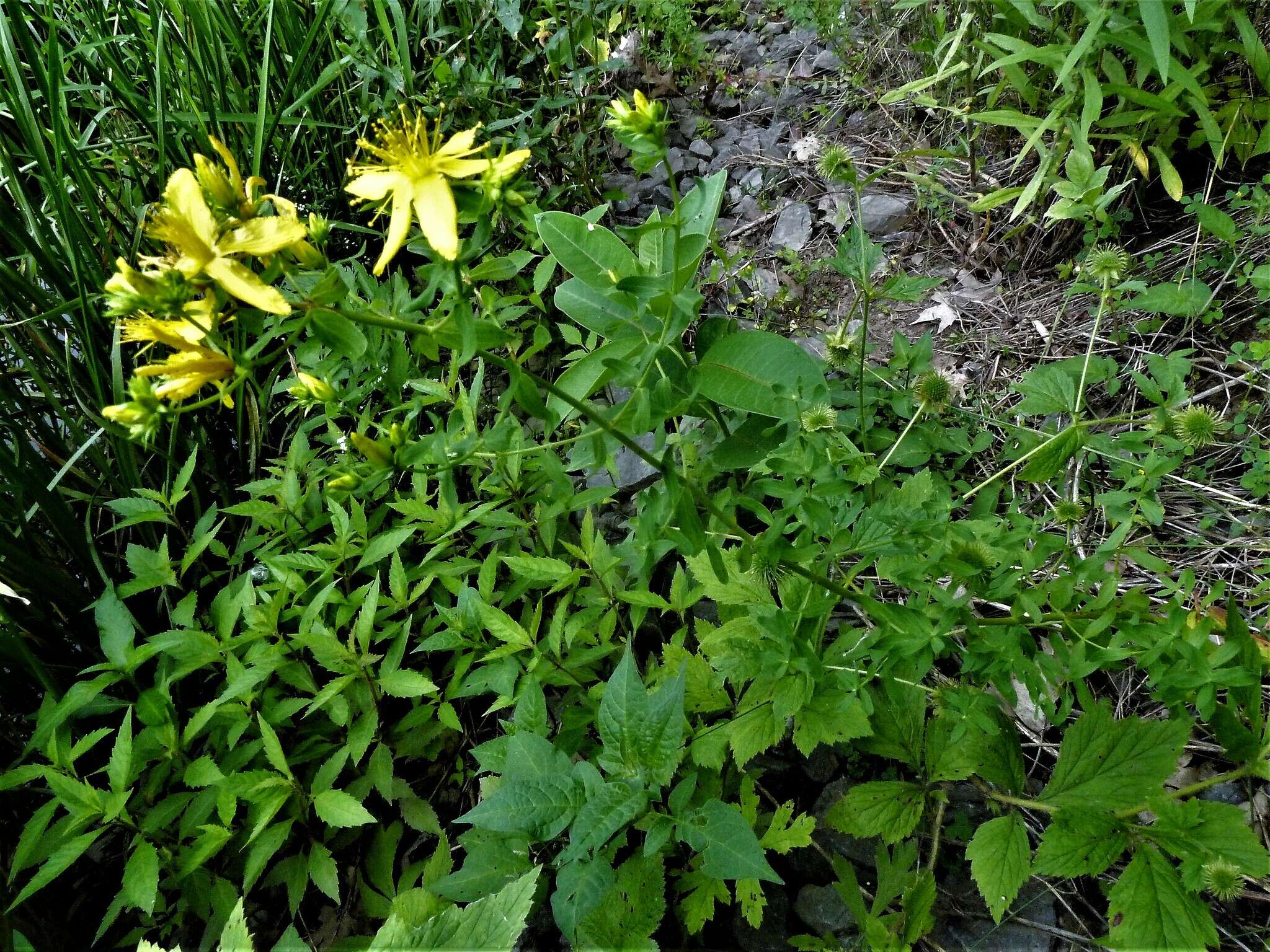 Imagem de Hypericum perforatum subsp. perforatum