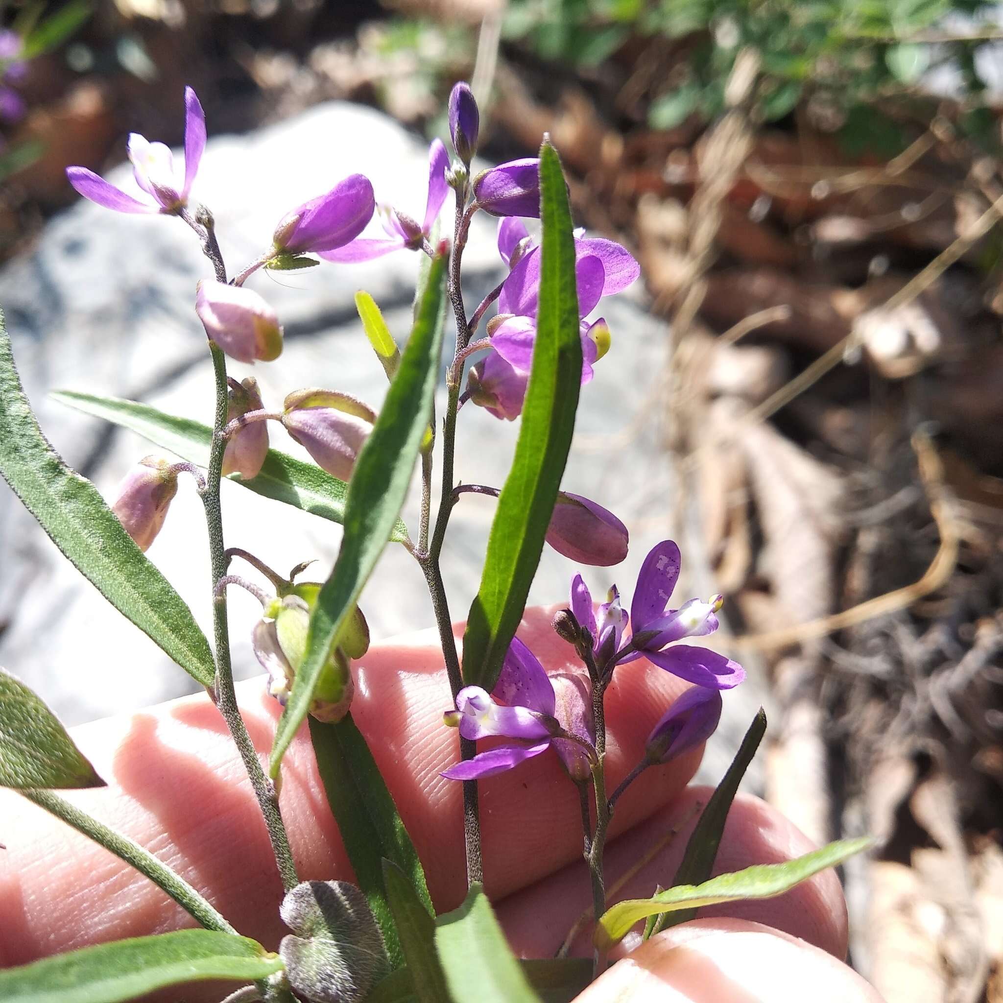 Image of Polygala appressipilis Blake