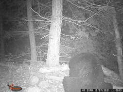 Image of West Mexican Black Bear