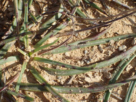 Imagem de Plantago maritima subsp. serpentina (All.) Arcangeli