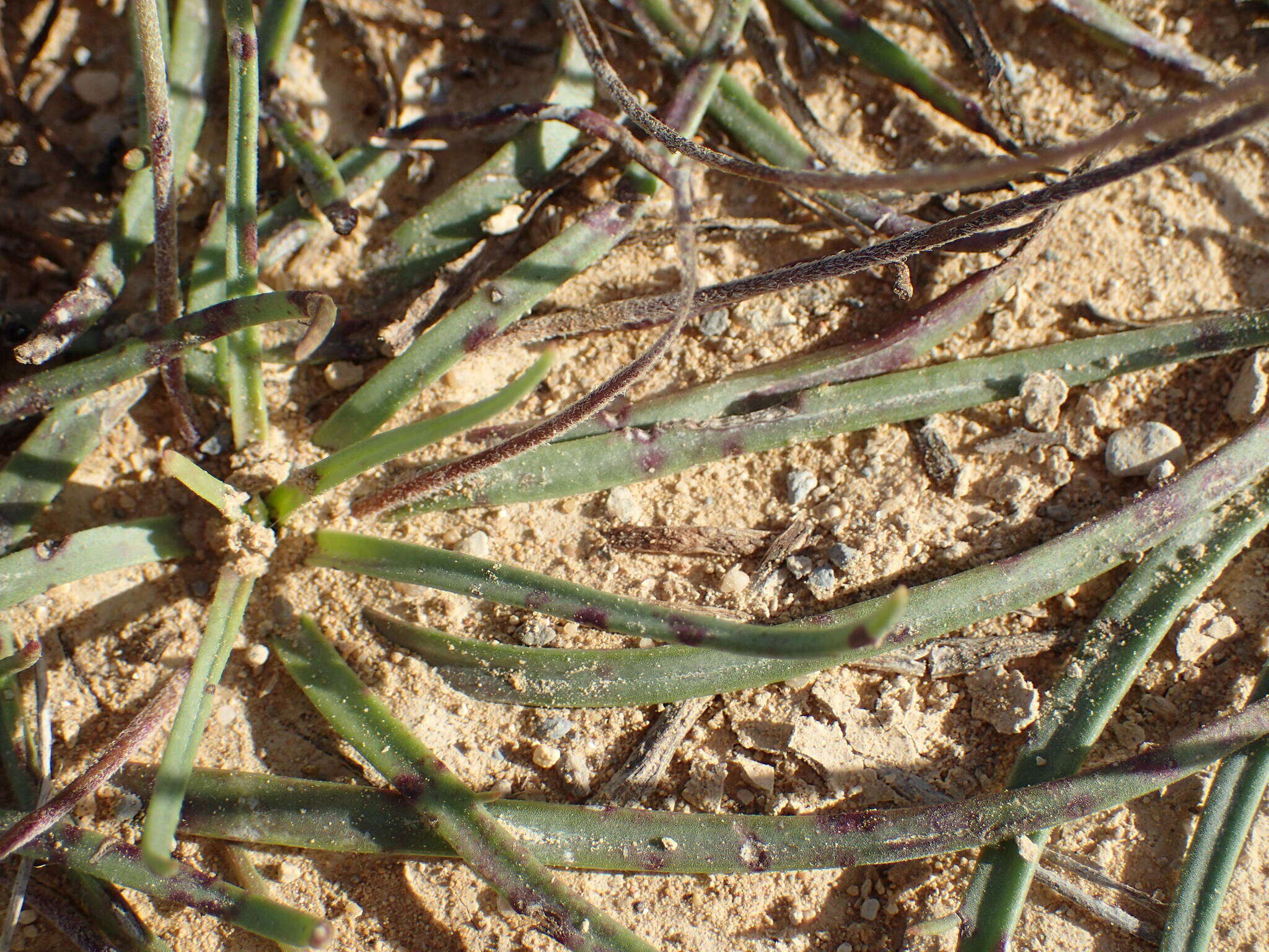 Image de Plantago maritima subsp. serpentina (All.) Arcangeli