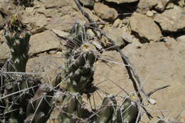 Image of Big Bend pricklypear