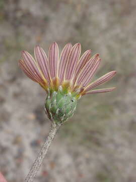 Image of harp onefruit