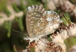 Image de Theclinesthes serpentata (Herrich-Schäffer 1869)