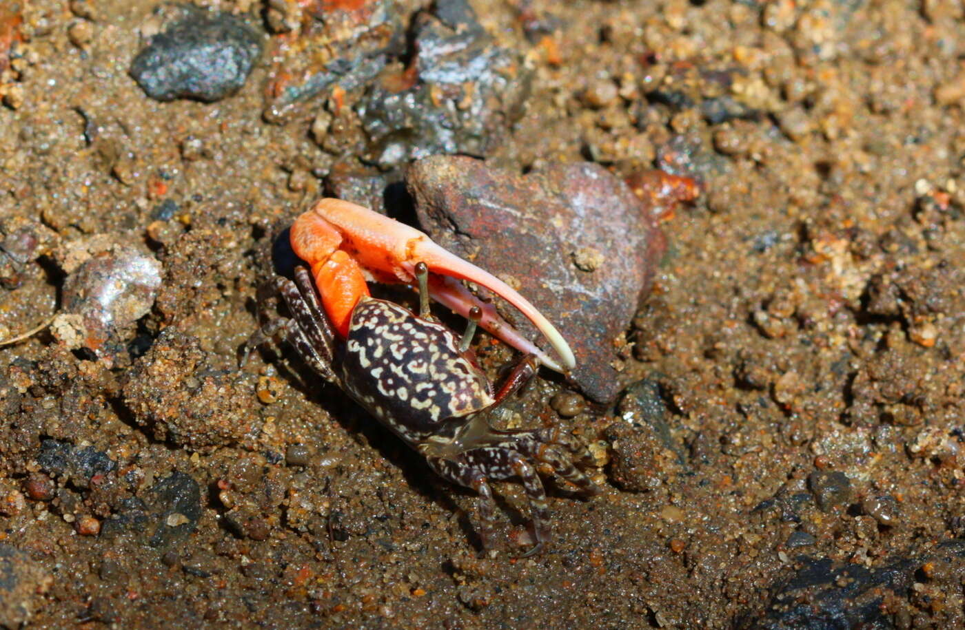 Image of Austruca occidentalis (Naderloo, Schubart & Shih 2016)