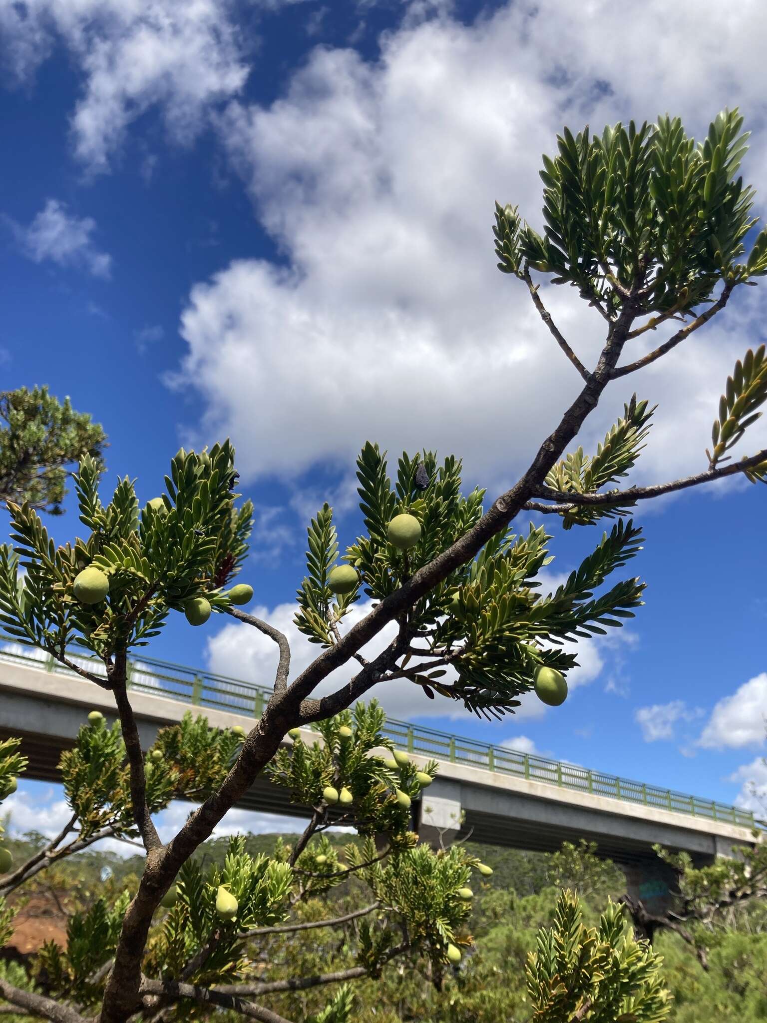 Image of New Caledonia retrophyllum