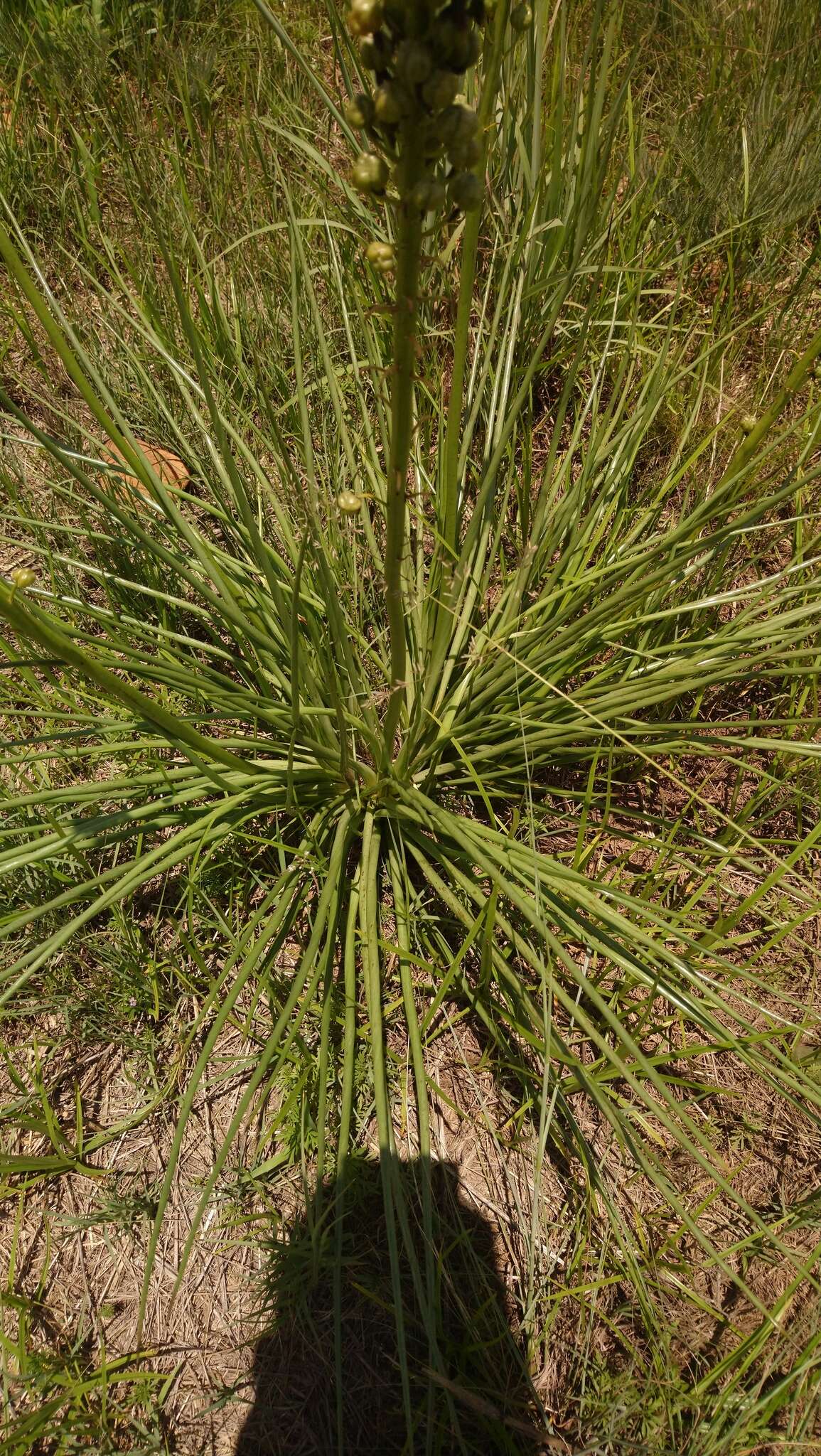 Image of Bulbine angustifolia Poelln.