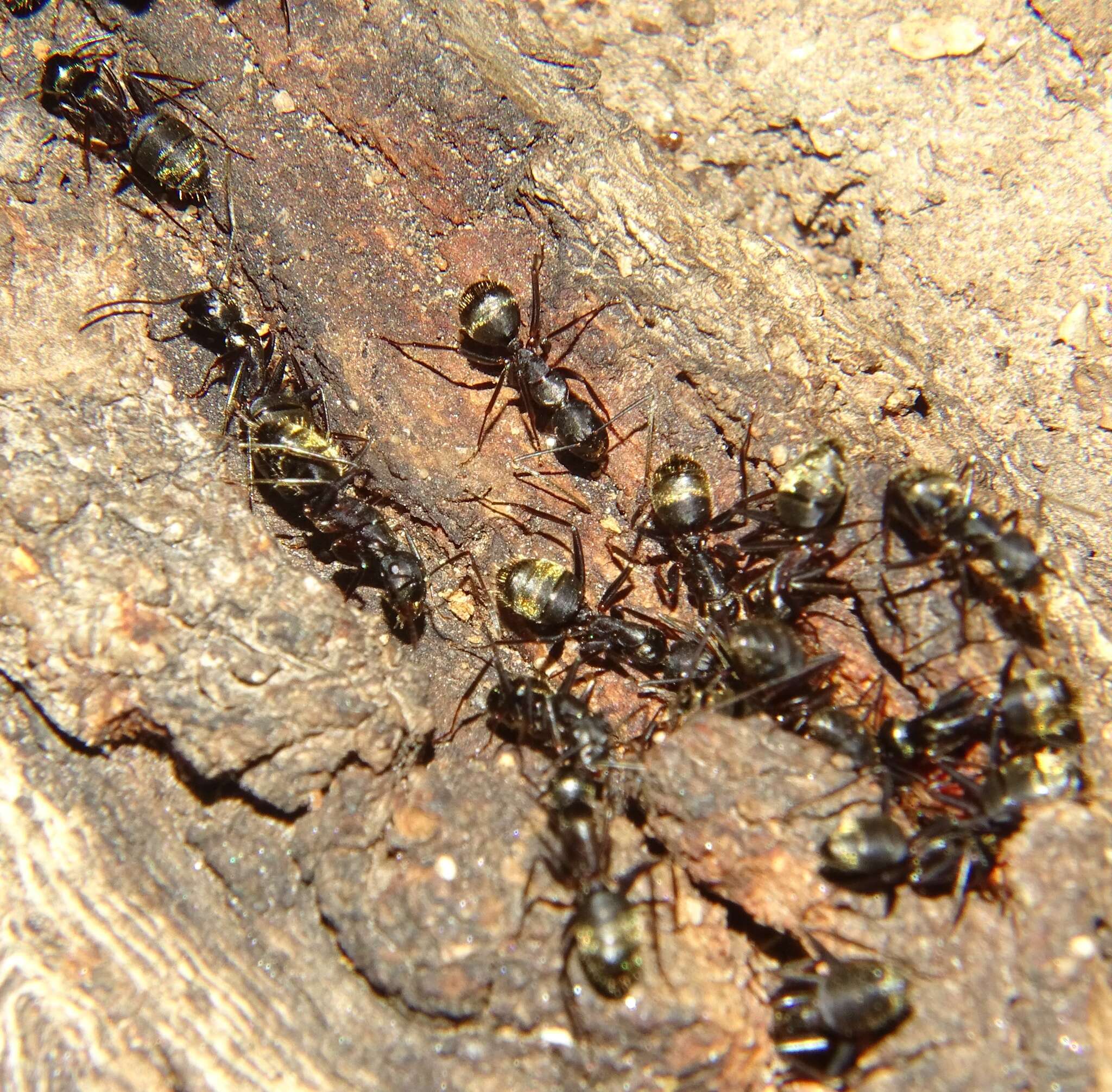 Image of (Eastern) black carpenter ant