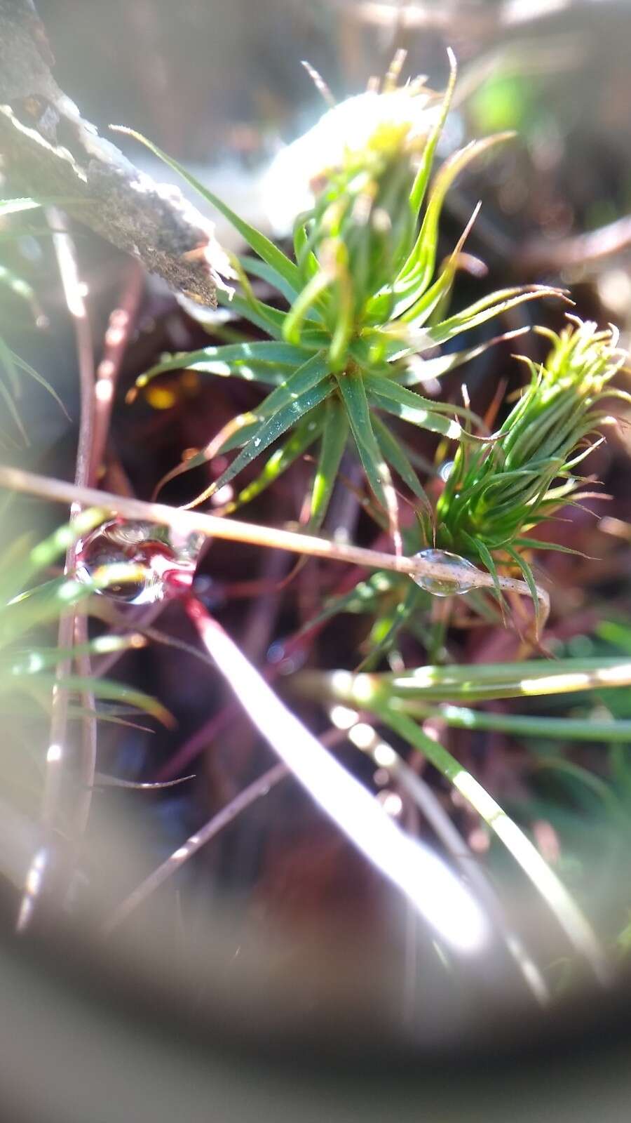 Image of <i>Polytrichum pallidisetum</i>