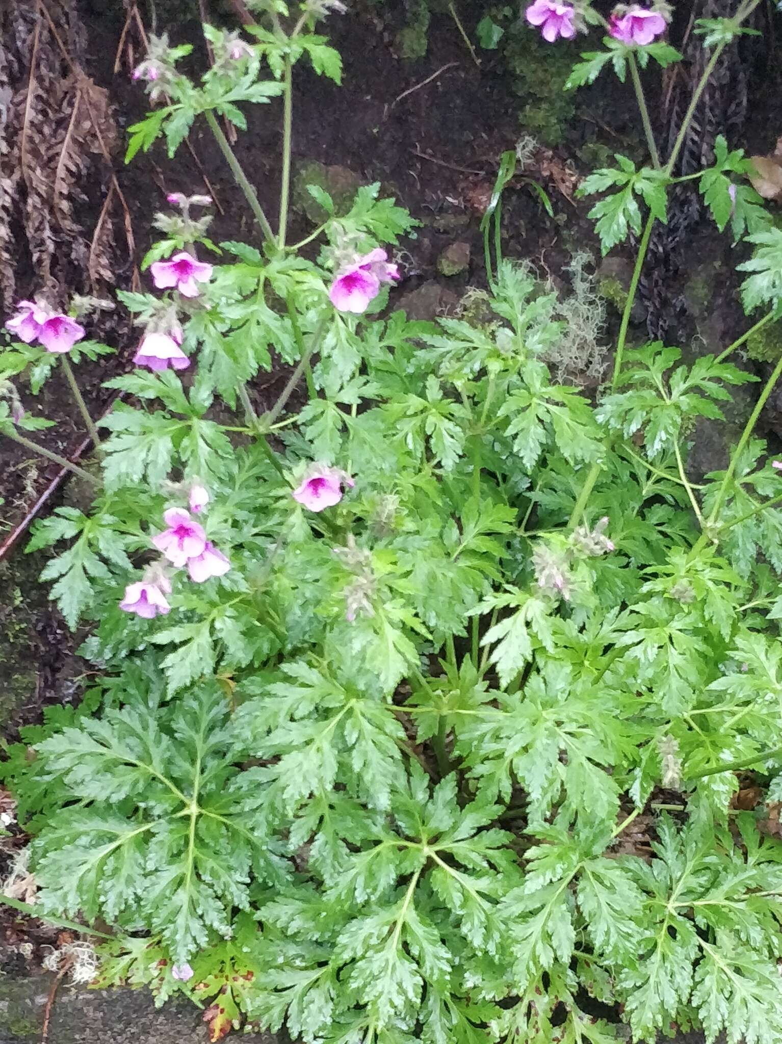 Image of Canary Island geranium