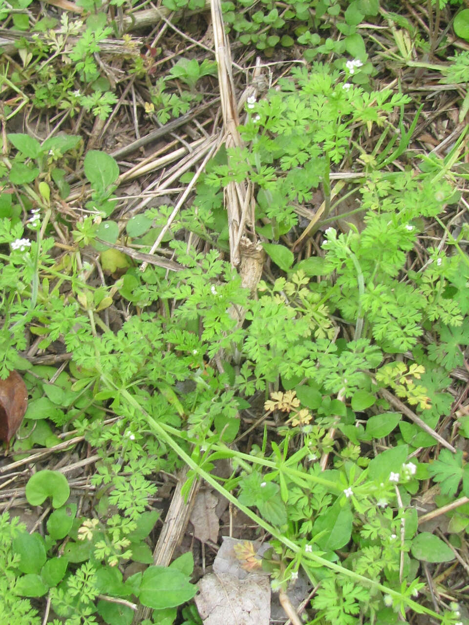 Image of hairyfruit chervil