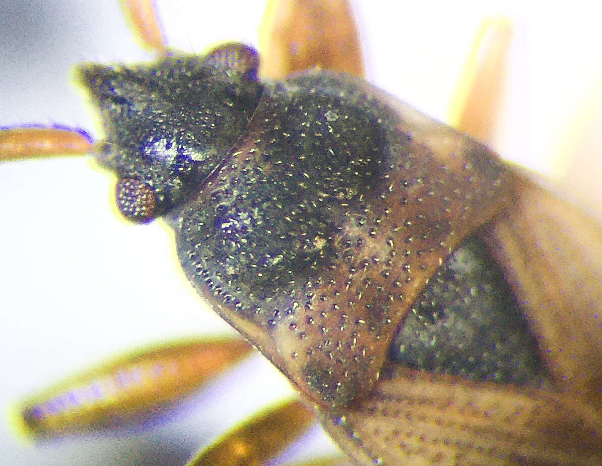 صورة Eremocoris borealis (Dallas & W. S. 1852)