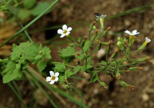 Image of Chaenostoma floribundum Benth.