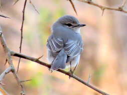 Image of <i>Fraseria <i>caerulescens</i></i> caerulescens