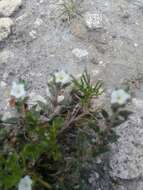 Euploca confertifolia (Torr.) Feuillet & Halse resmi