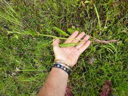 Imagem de Berula erecta subsp. thunbergii (DC.) B. L. Burtt