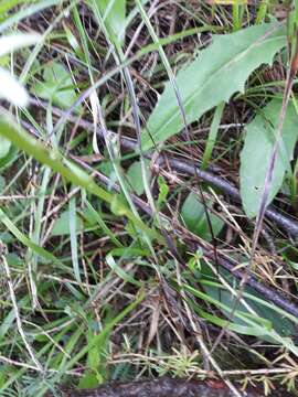 Image of lesser butterfly-orchid