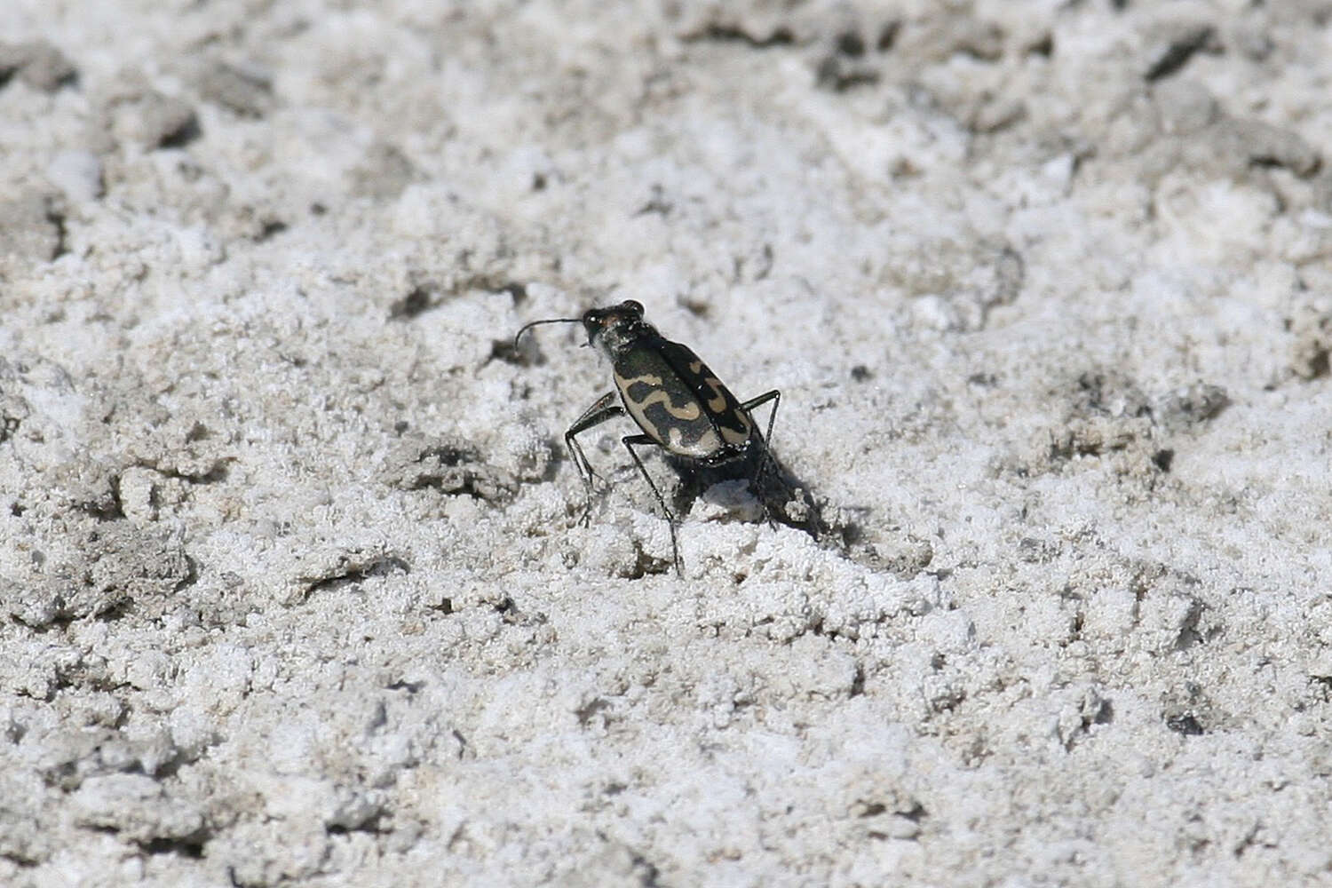 Image of Short-legged Tiger Beetle