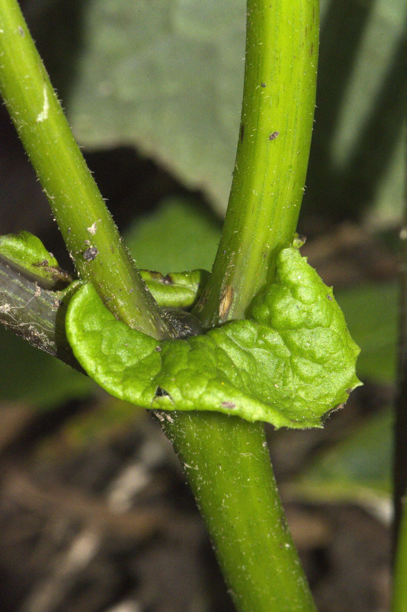 Sivun Pericallis hybrida B. Nord. kuva