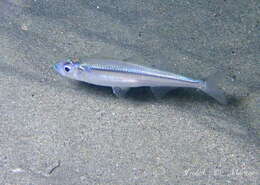 Image of Mediterranean sand smelt