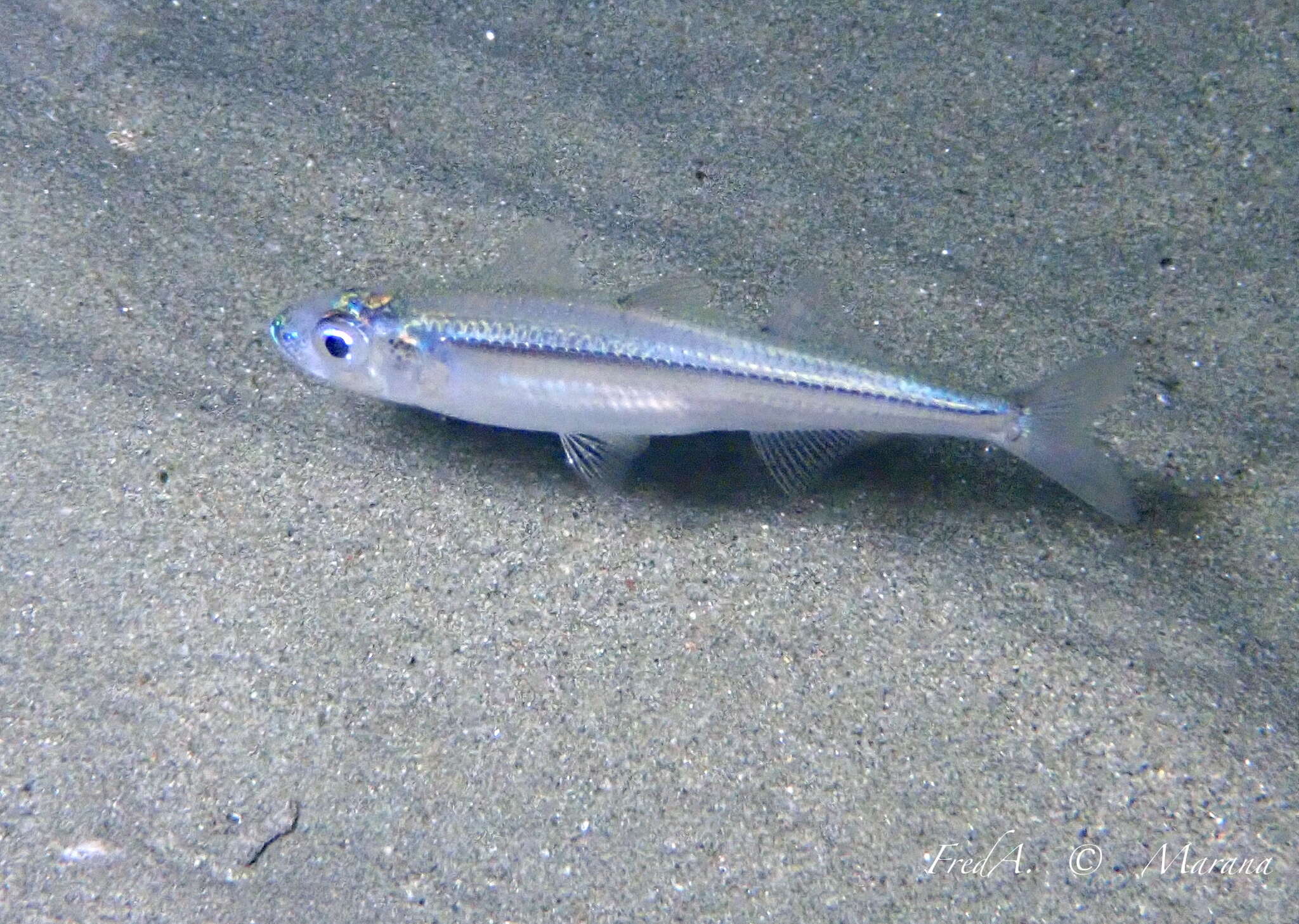 Image of Mediterranean sand smelt