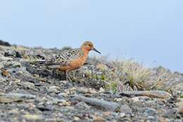 Image of Calidris canutus islandica (Linnaeus 1767)