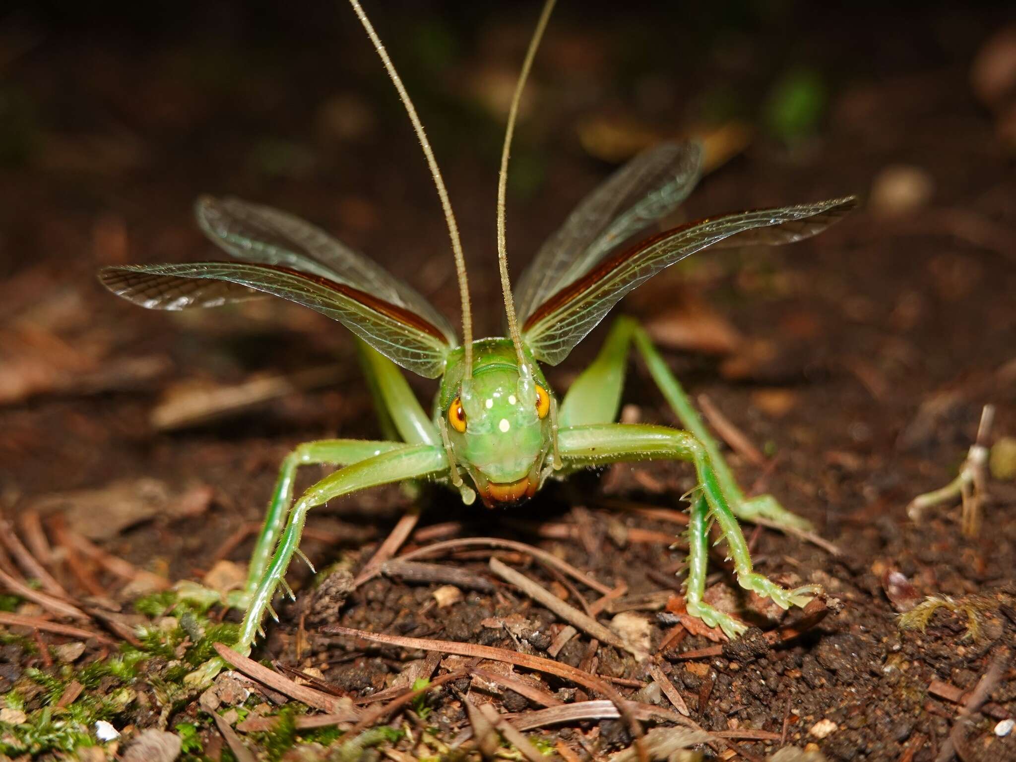 Sivun Eugryllacris japonica (Matsumura, S. & Shiraki 1908) kuva