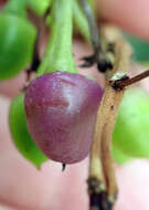 Image of Myoporum semotum Heenan & de Lange