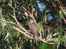 Image of Collared Sparrowhawk