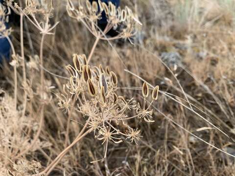 Image of Rollins' biscuitroot