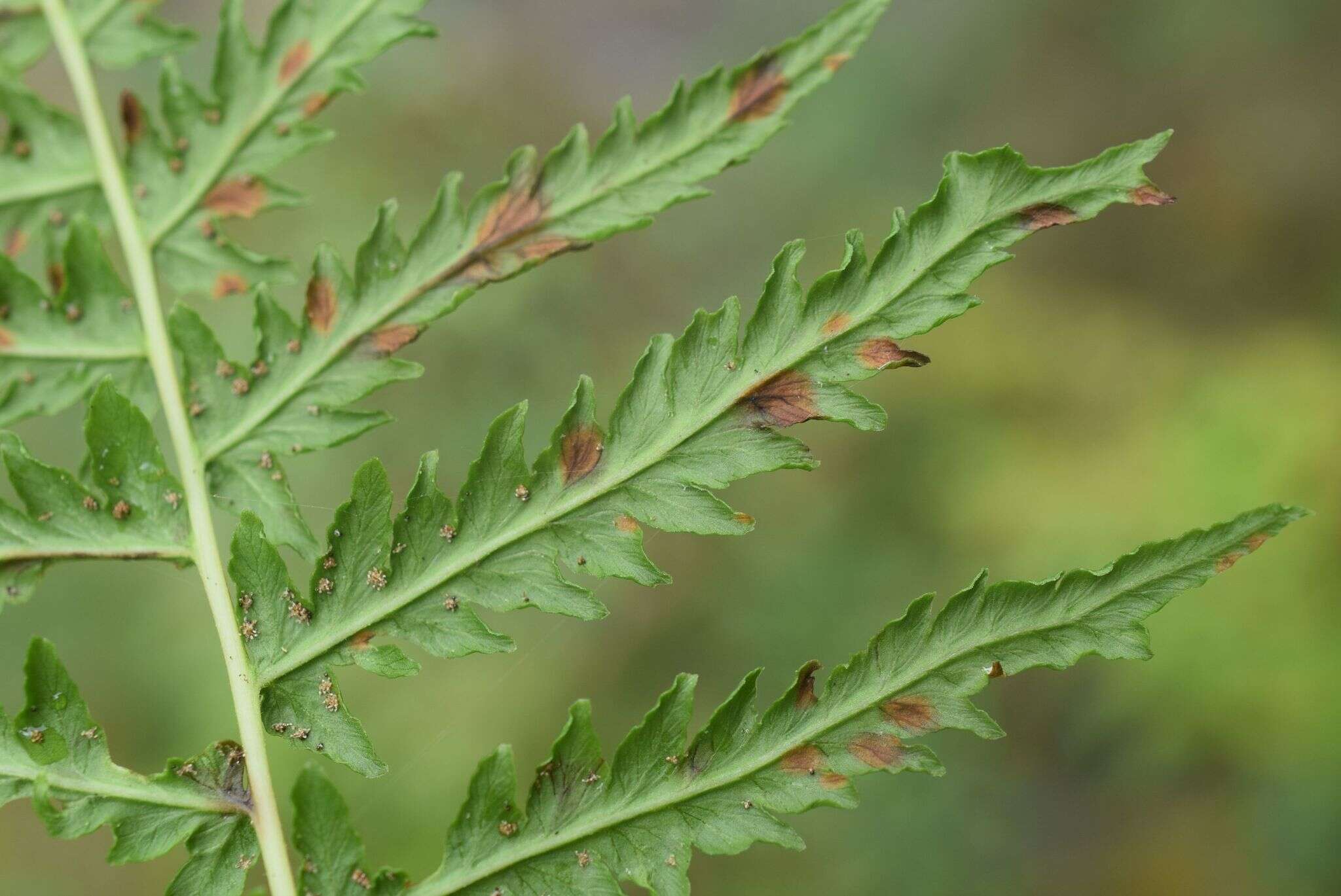 Image of Oreopteris quelpartensis (Christ) Holub