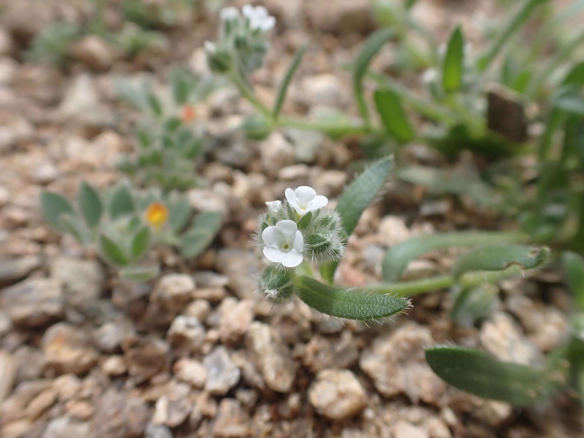 Plancia ëd Plagiobothrys pringlei Greene.