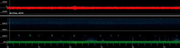 Image of Meridional serotine