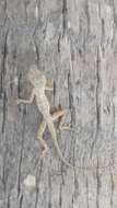 Image of Anolis distichus tostus Schwartz 1968