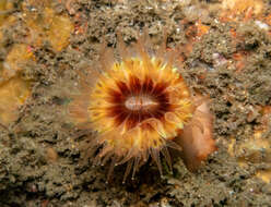 Image of brown stony coral