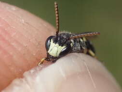 Image of Hyaline Masked Bee