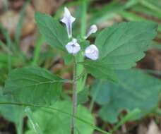 Image of hairy skullcap