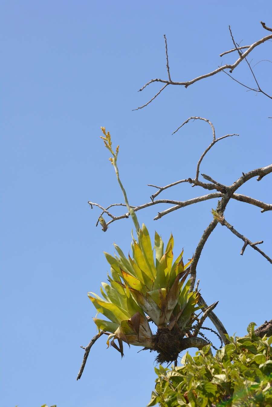 Image of Catopsis occulta Mart.-Correa, Espejo & López-Ferr.