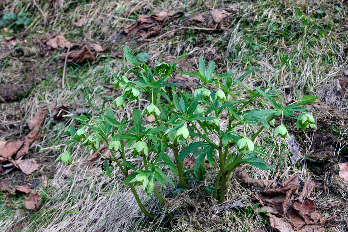 Image of Green Hellebore