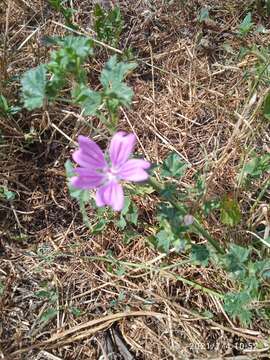 Image de <i>Malva <i>sylvestris</i></i> subsp. sylvestris